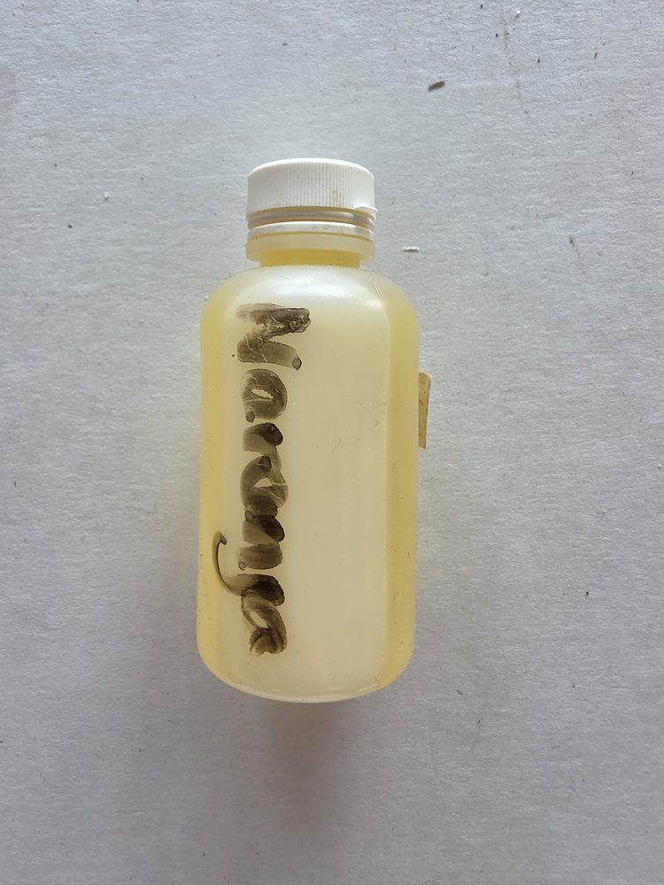 Botella plastica blanca translúcida con tapa de rosca blanca